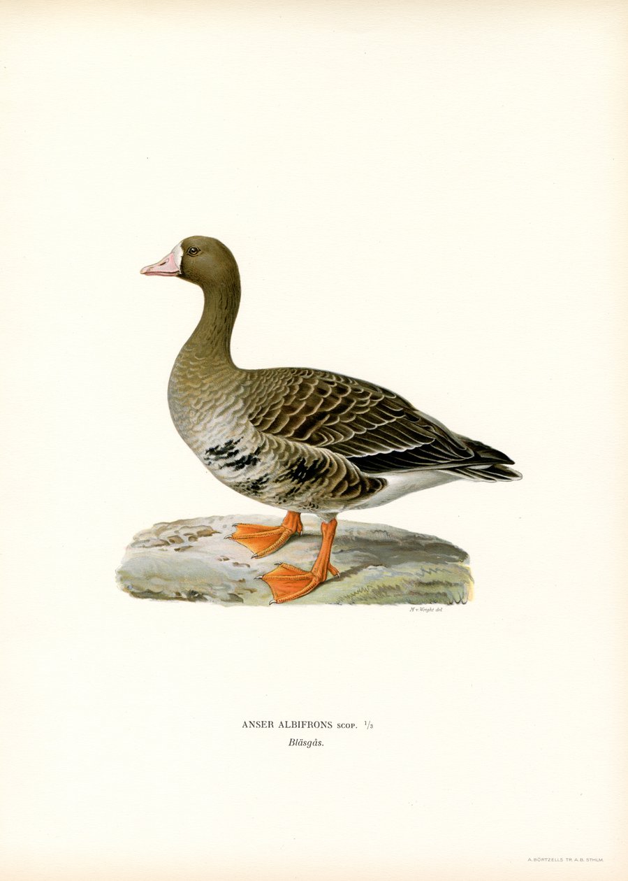 Blissgås (farge litho) av Magnus Ferdinand and Wilhelm von Wright