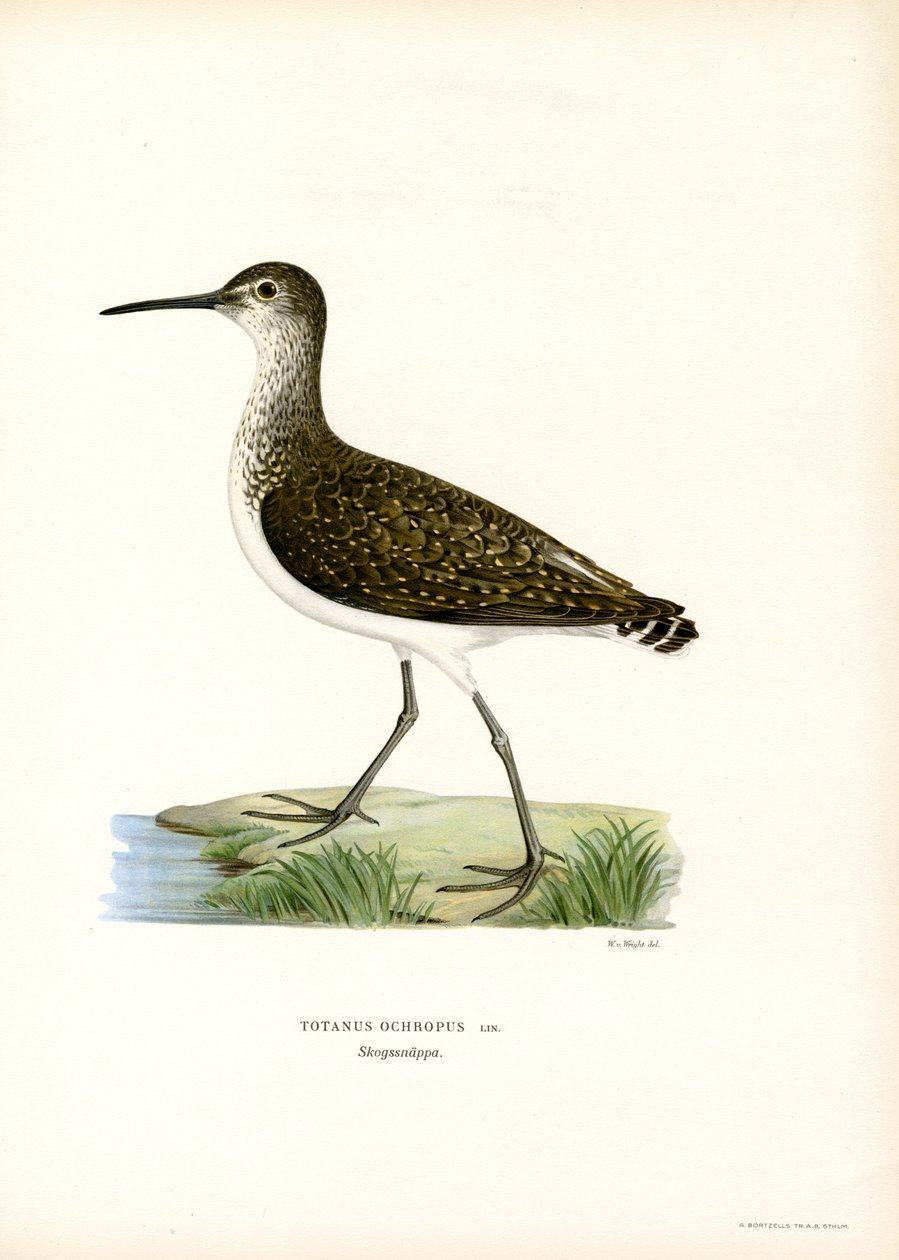 Grønn sandpipe (farge litho) av Magnus Ferdinand and Wilhelm von Wright