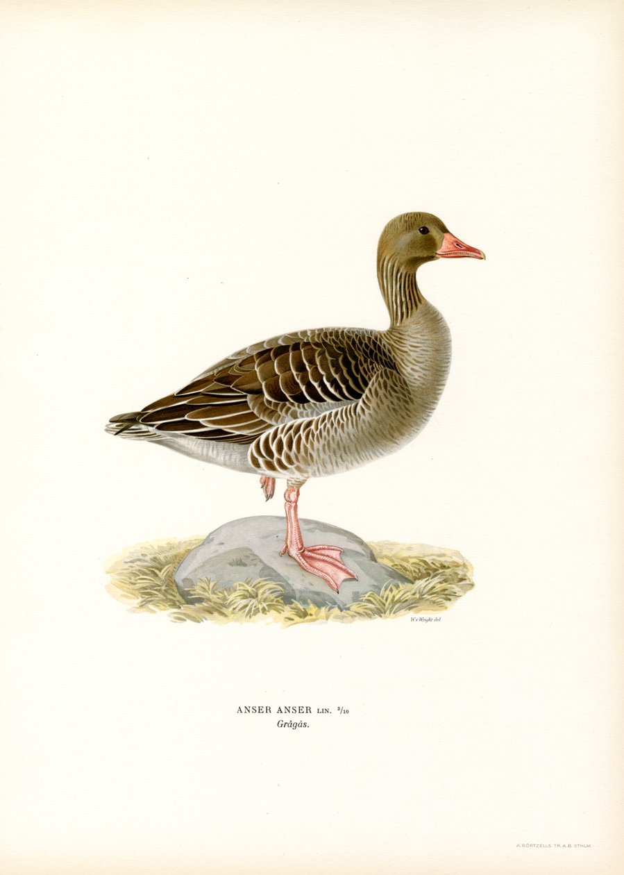 Grågås (farge litho) av Magnus Ferdinand and Wilhelm von Wright