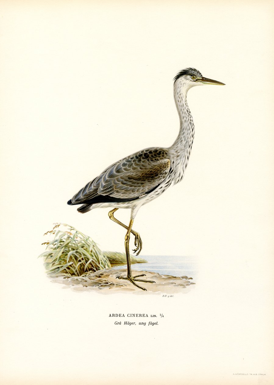 Grey Heron (farge litho) av Magnus Ferdinand and Wilhelm von Wright