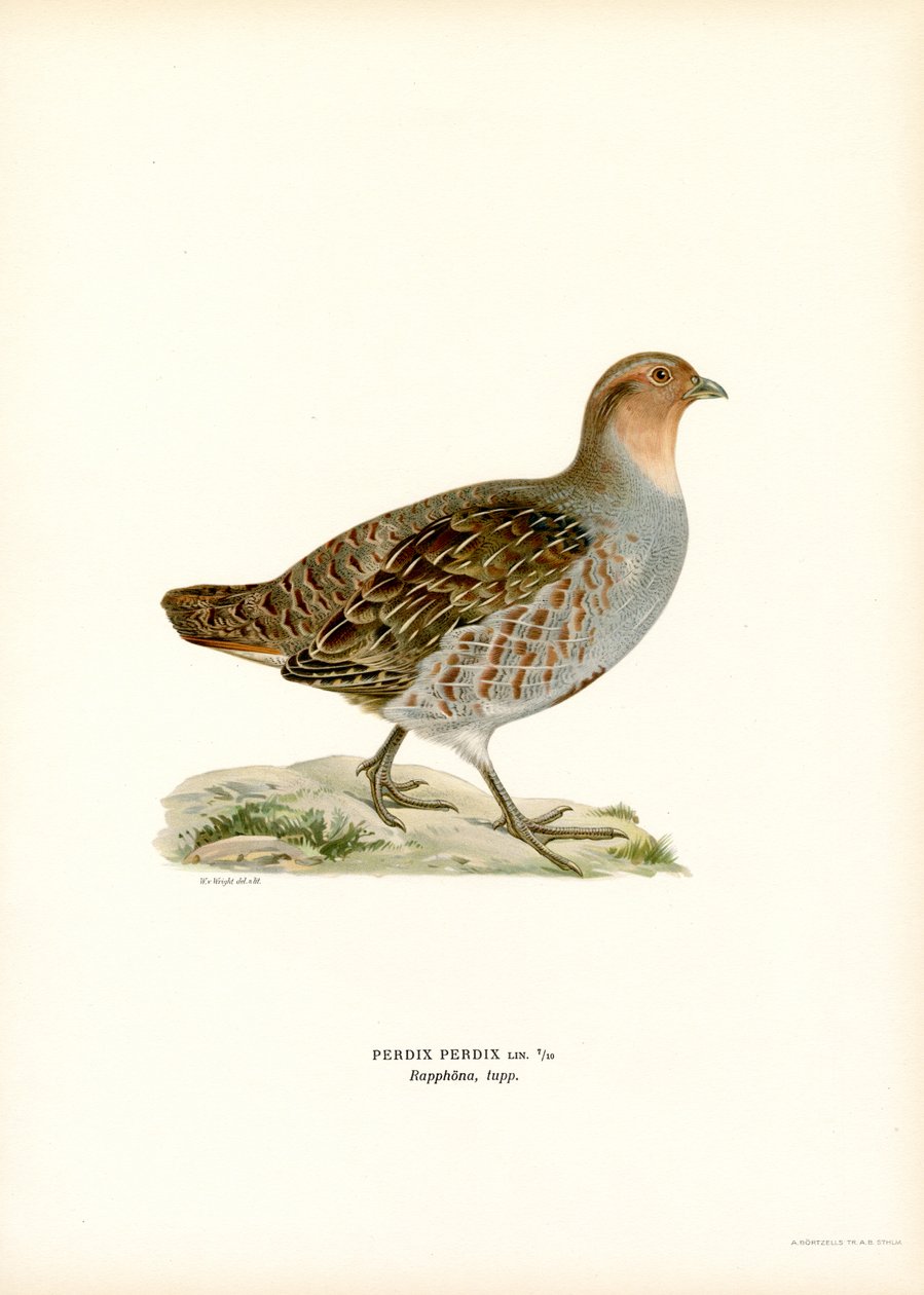 Grå rapphøne (litho farge) av Magnus Ferdinand and Wilhelm von Wright