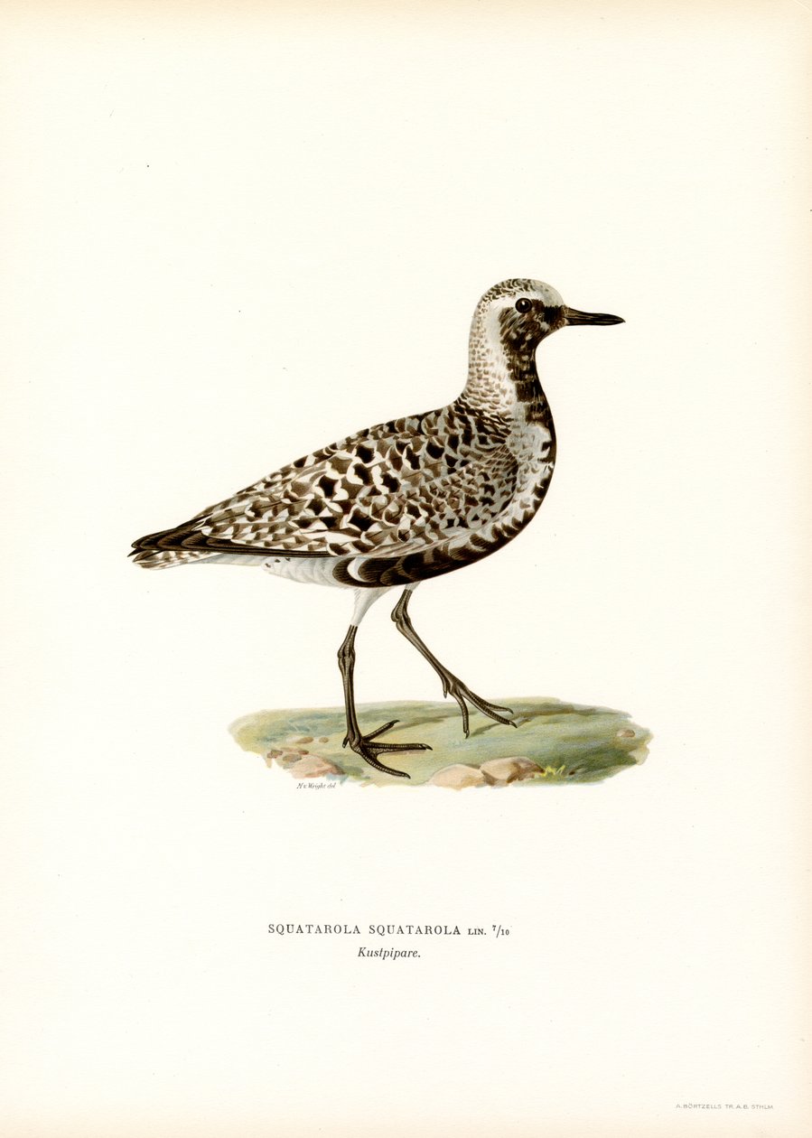 Grey Plover (farge litho) av Magnus Ferdinand and Wilhelm von Wright