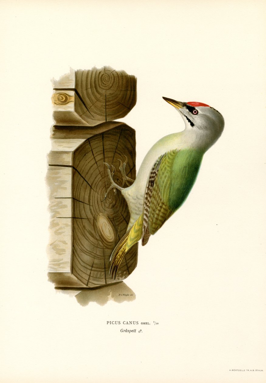 Grå spett (farge litho) av Magnus Ferdinand and Wilhelm von Wright
