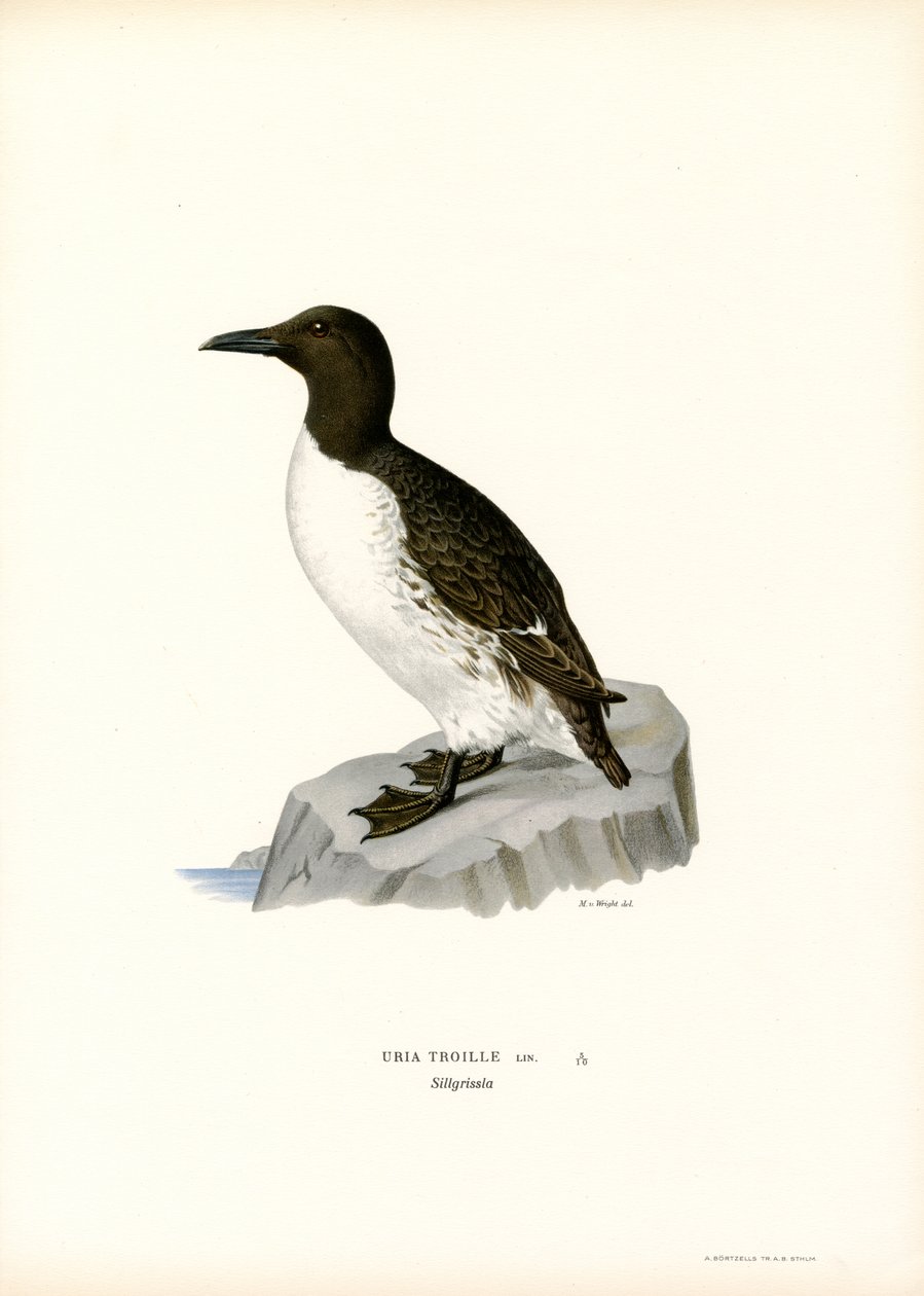 Lomvi (farge litho) av Magnus Ferdinand and Wilhelm von Wright
