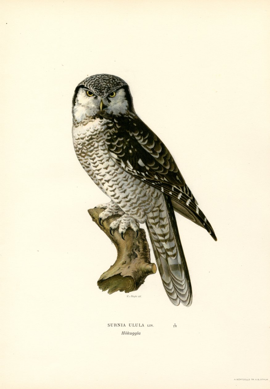 Hawk Owl (farge litho) av Magnus Ferdinand and Wilhelm von Wright
