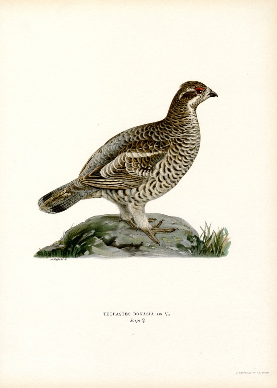 Hassel Grouse (farge litho) av Magnus Ferdinand and Wilhelm von Wright