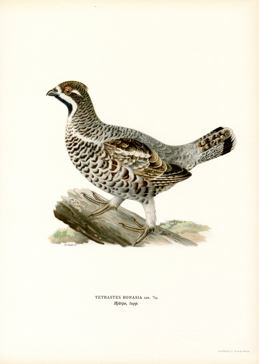 Hassel Grouse (farge litho) av Magnus Ferdinand and Wilhelm von Wright