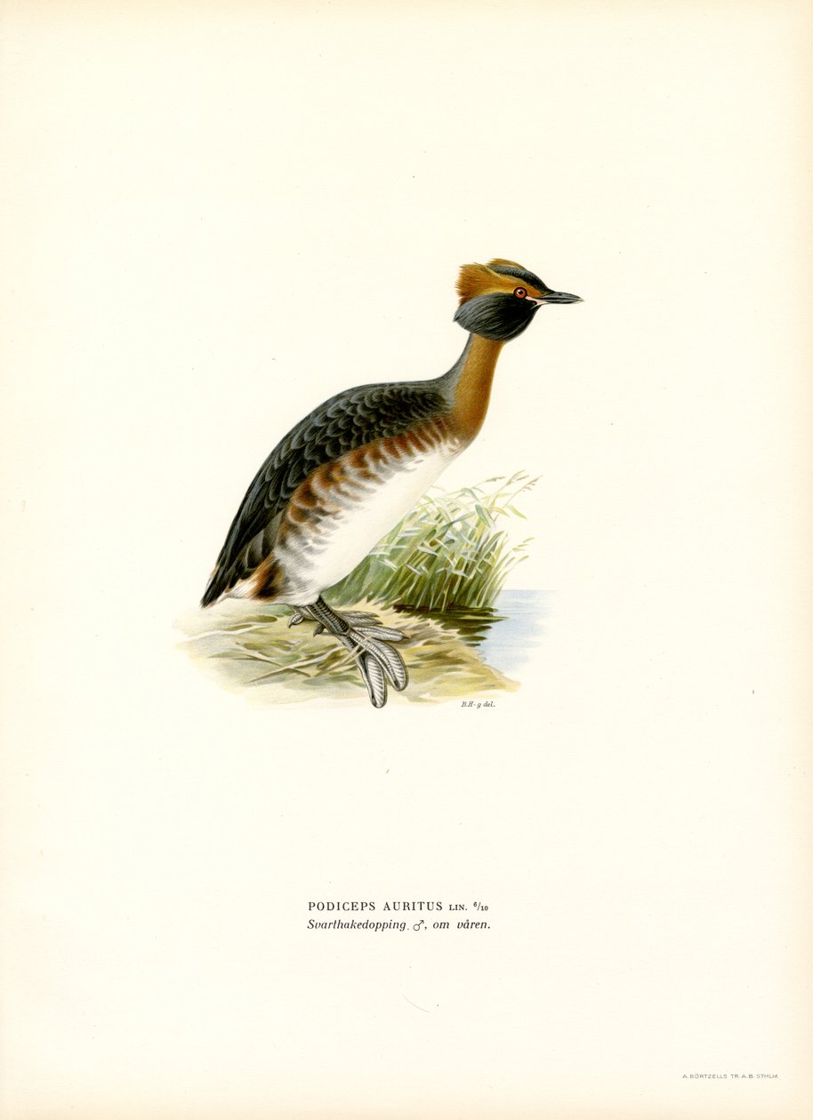 Horned Grebe (farge litho) av Magnus Ferdinand and Wilhelm von Wright