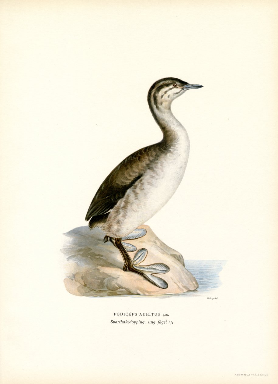 Horned Grebe (farge litho) av Magnus Ferdinand and Wilhelm von Wright
