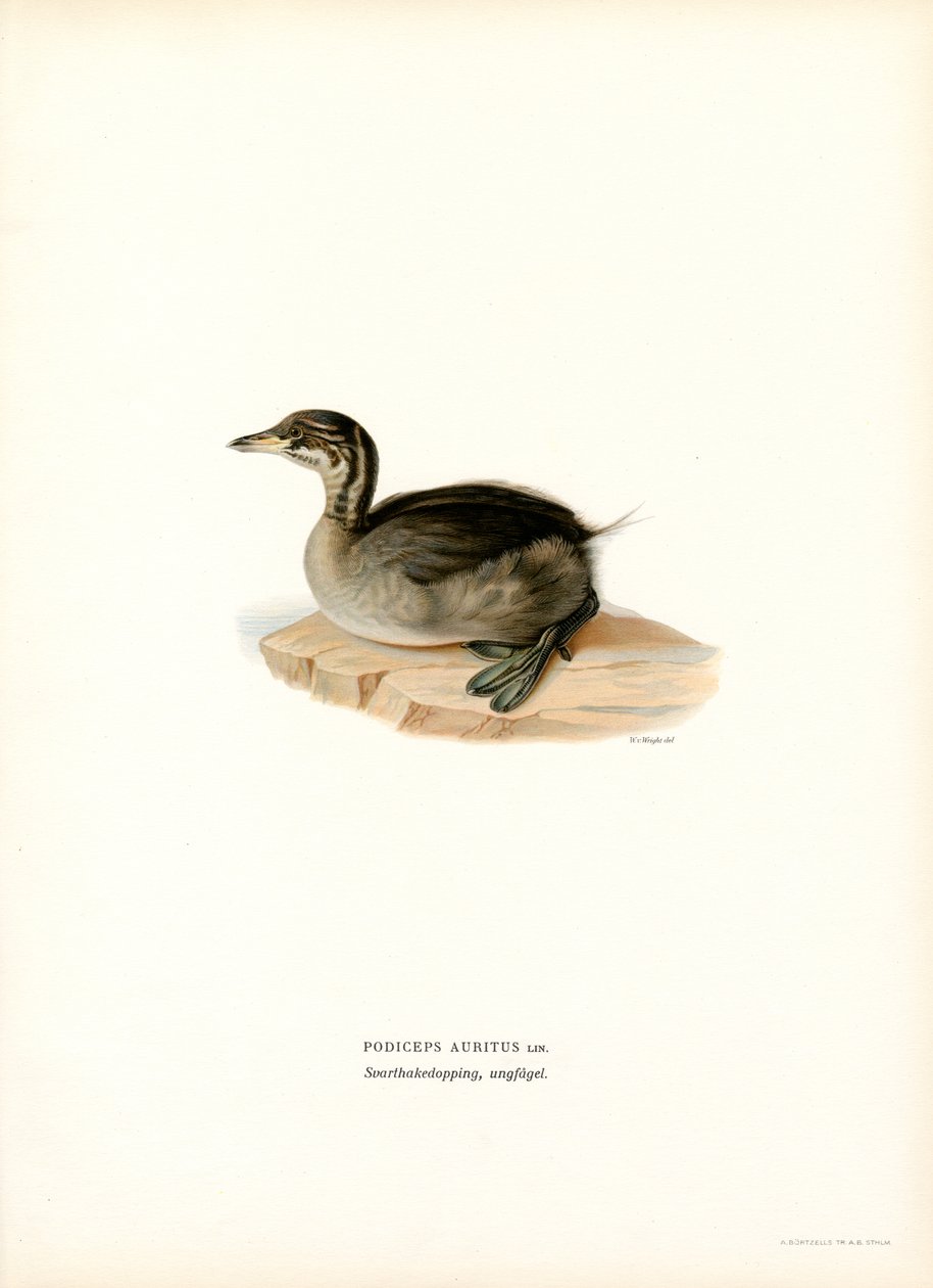 Horned Grebe (farge litho) av Magnus Ferdinand and Wilhelm von Wright