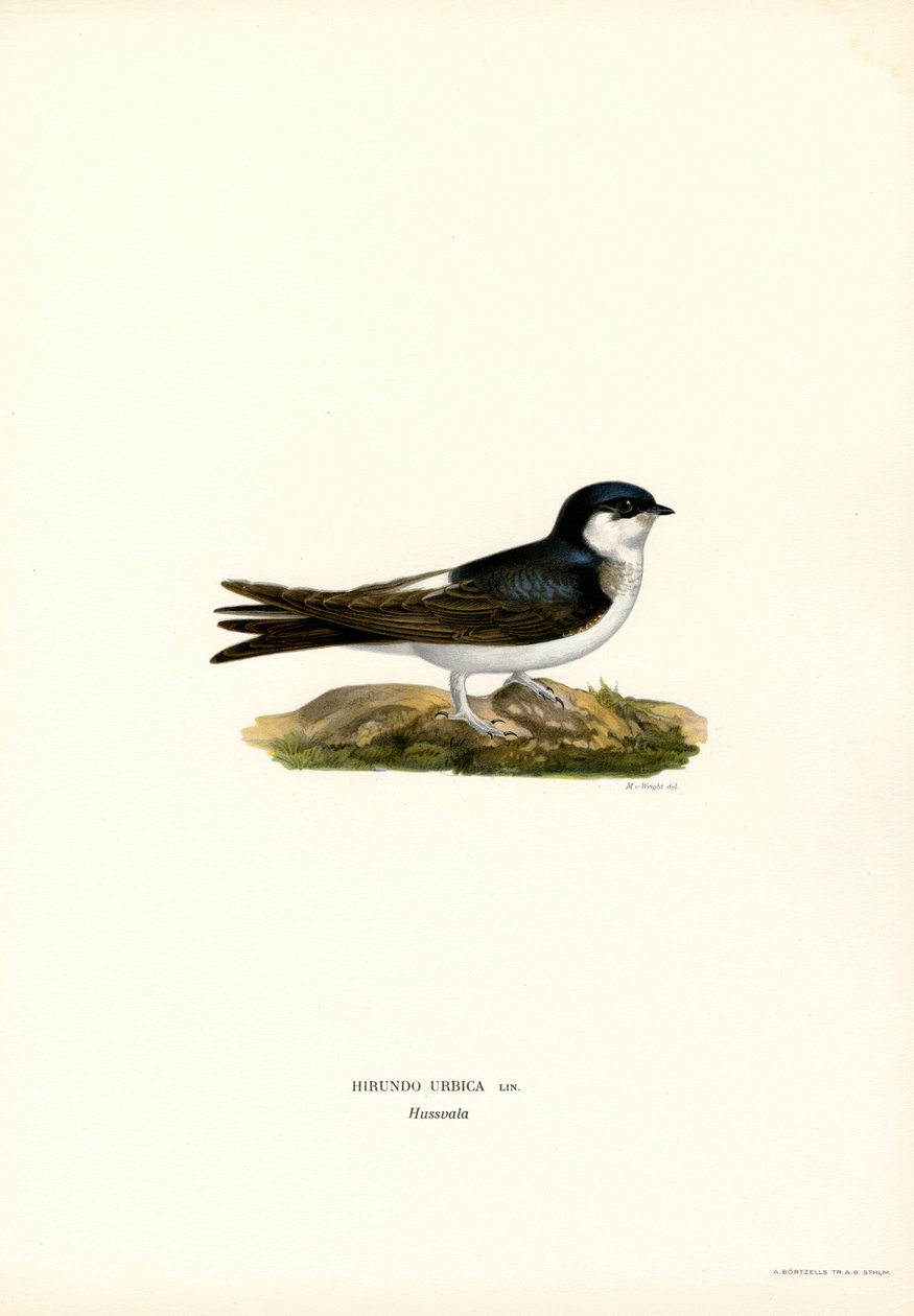 House Martin (farge litho) av Magnus Ferdinand and Wilhelm von Wright