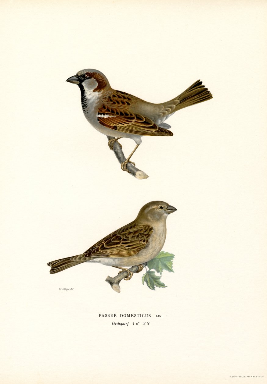 Husspurv (farge litho) av Magnus Ferdinand and Wilhelm von Wright