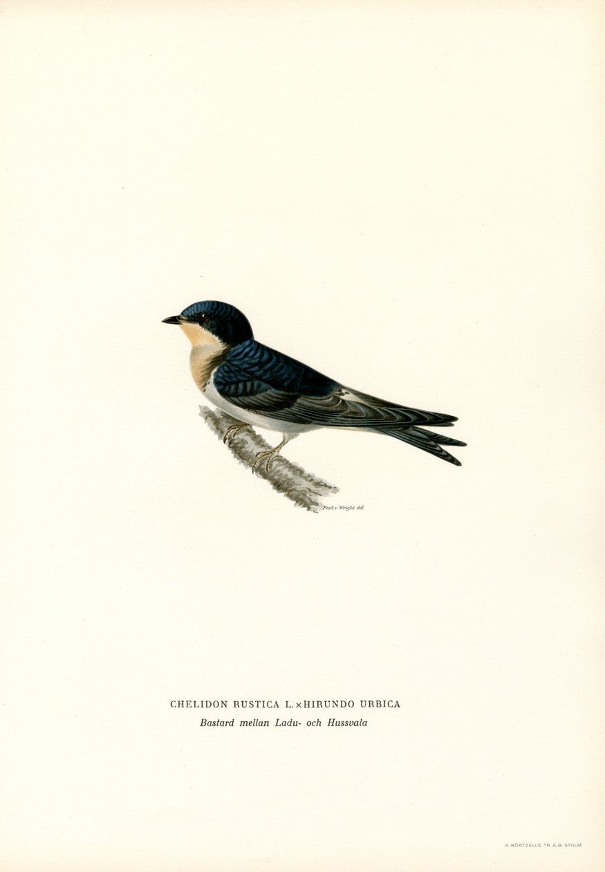 Hussvale (farge litho) av Magnus Ferdinand and Wilhelm von Wright