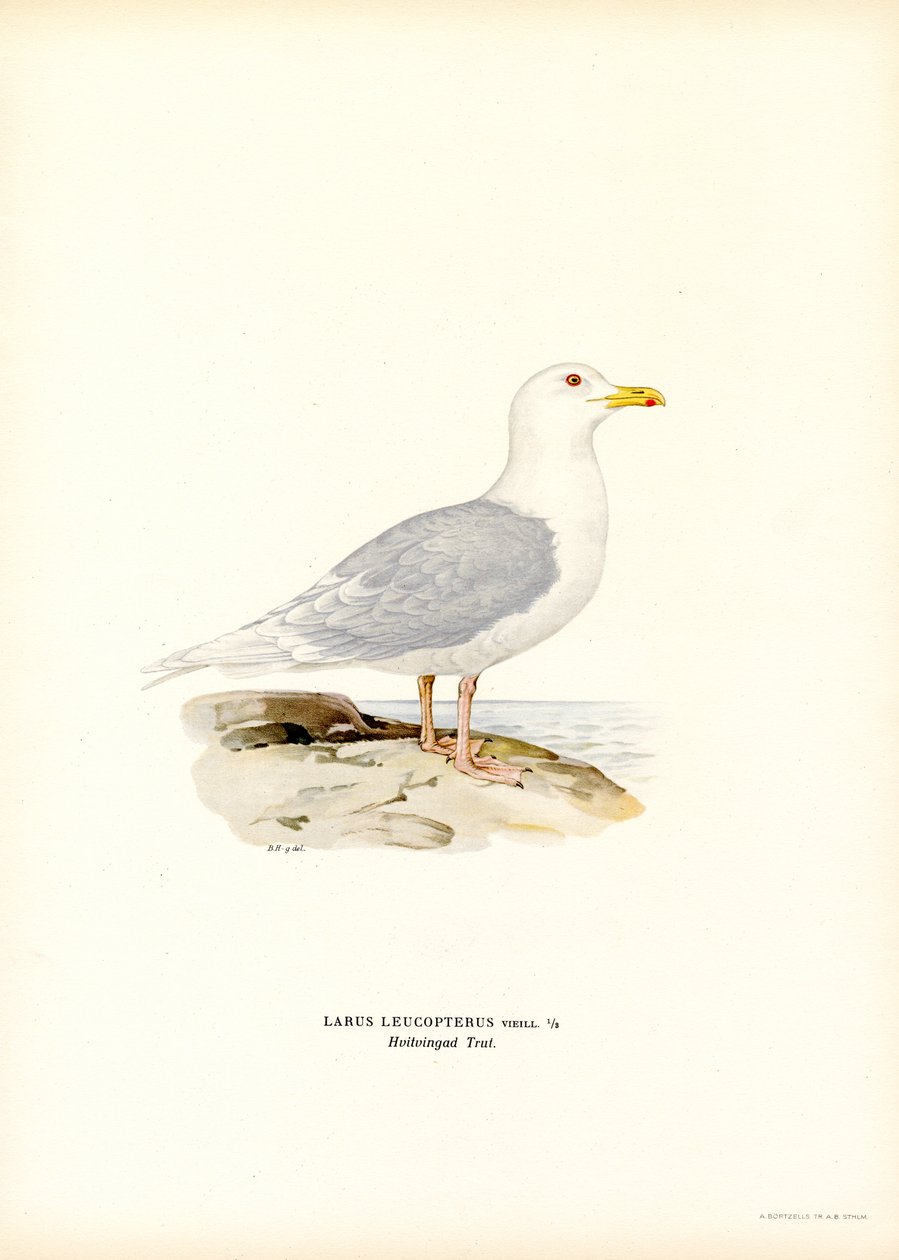 Islandsmåke (farge litho) av Magnus Ferdinand and Wilhelm von Wright