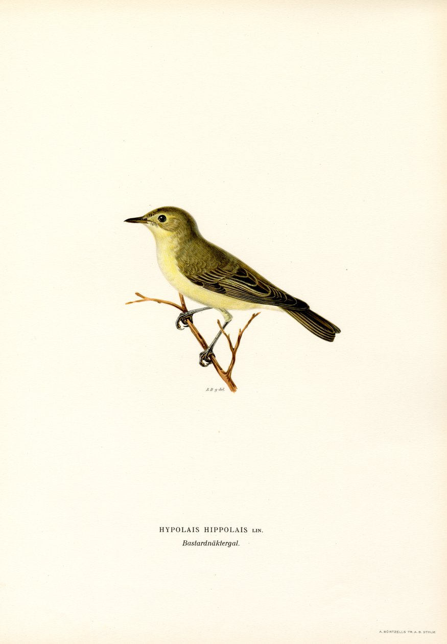 Icterine Warbler (farge litho) av Magnus Ferdinand and Wilhelm von Wright