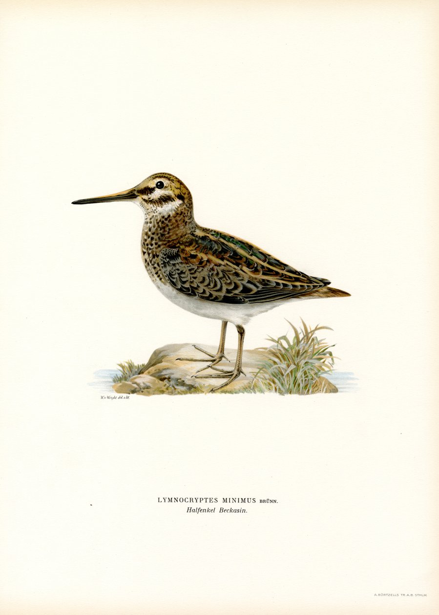 Jack Snipe (farge litho) av Magnus Ferdinand and Wilhelm von Wright