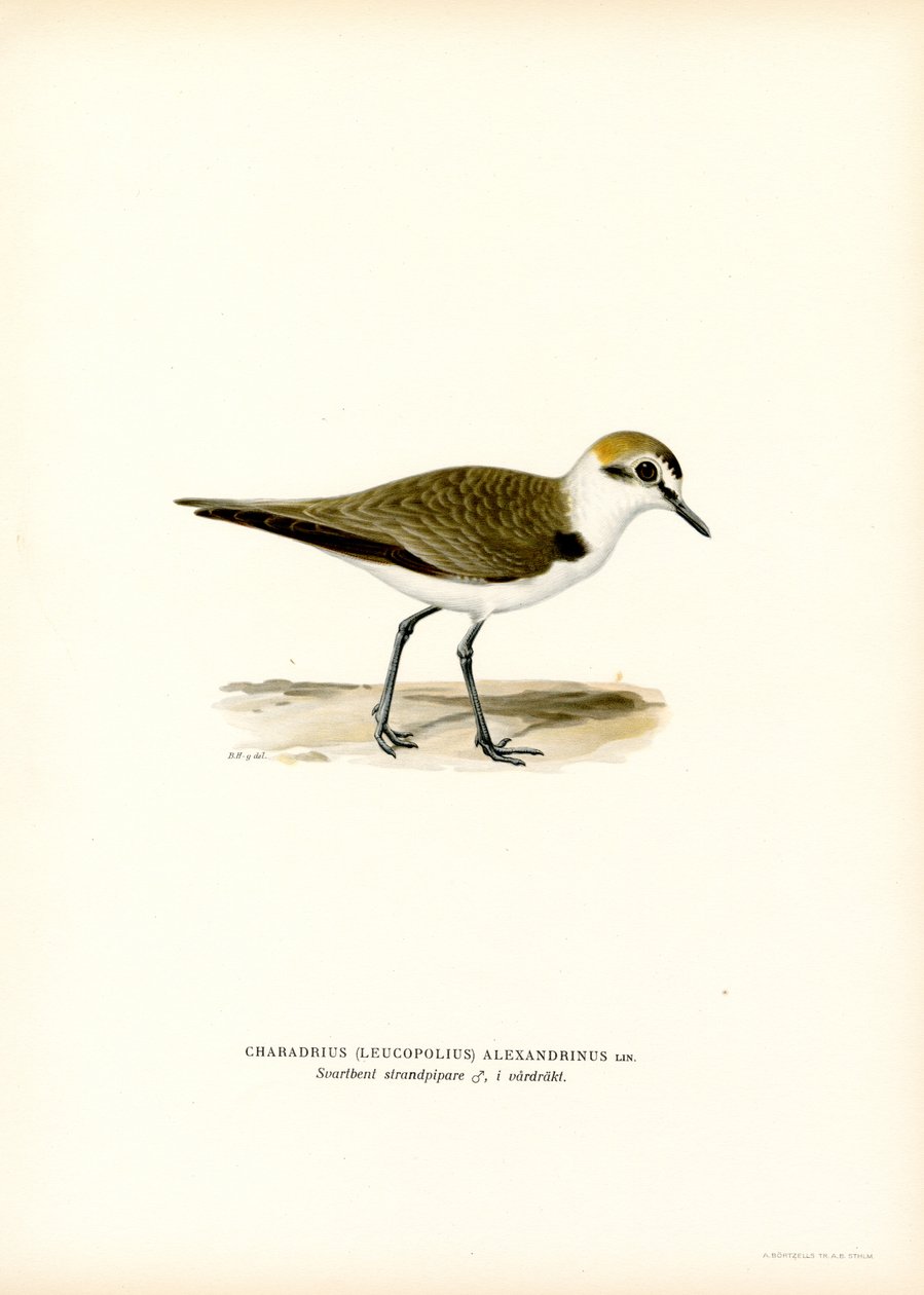 Kentish Plover (farge litho) av Magnus Ferdinand and Wilhelm von Wright
