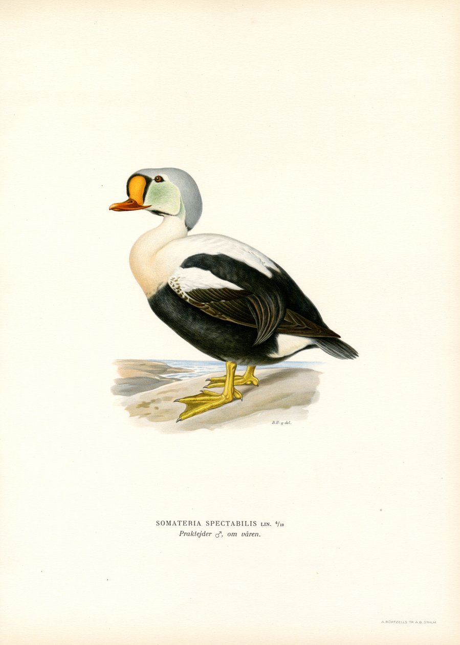 King Duck (farge litho) av Magnus Ferdinand and Wilhelm von Wright