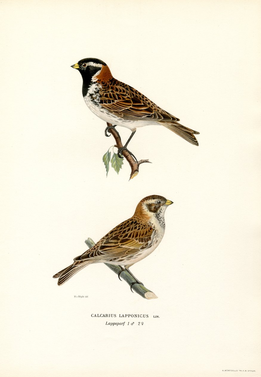 Lapplandsspurv (farge litho) av Magnus Ferdinand and Wilhelm von Wright