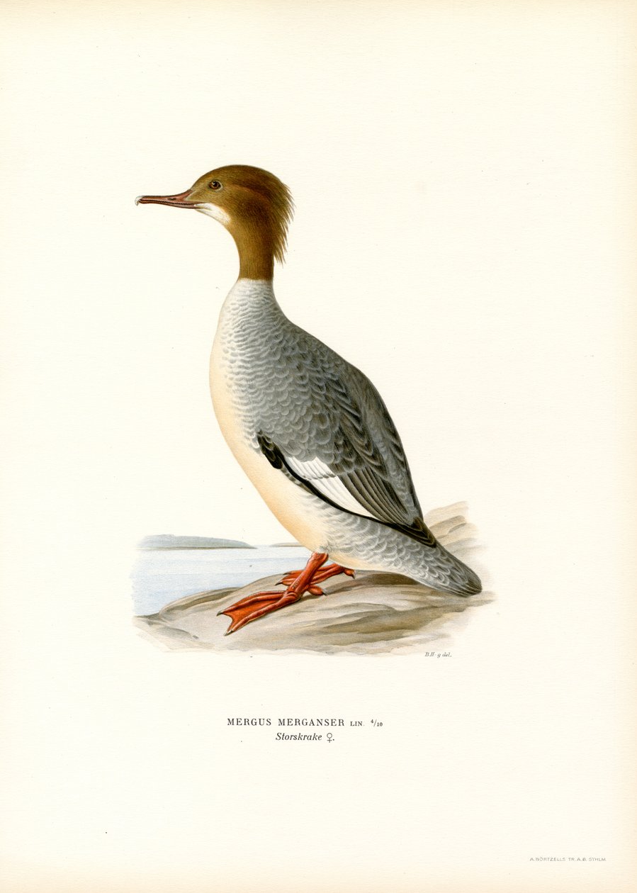 Stor Merganser (farge litho) av Magnus Ferdinand and Wilhelm von Wright