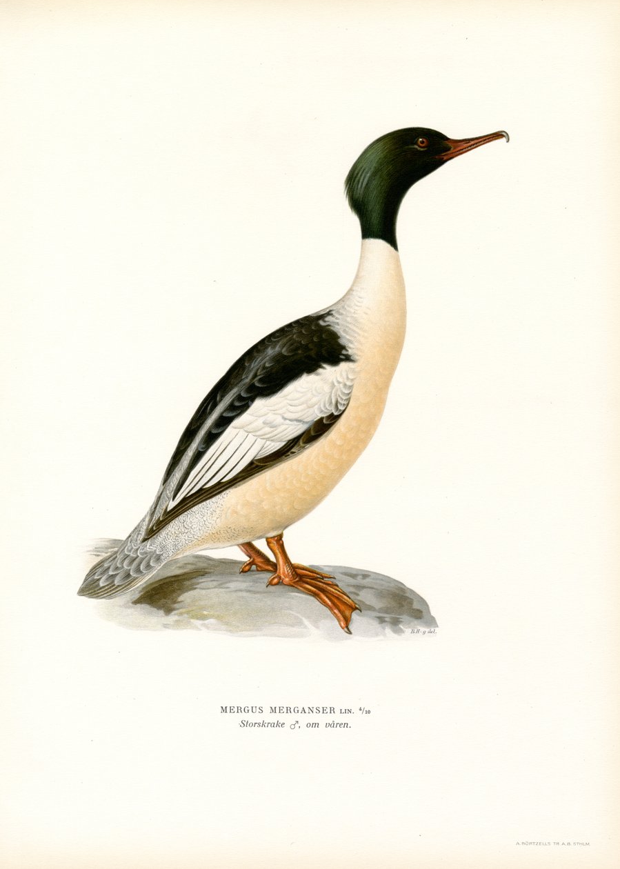 Stor Merganser (farge litho) av Magnus Ferdinand and Wilhelm von Wright