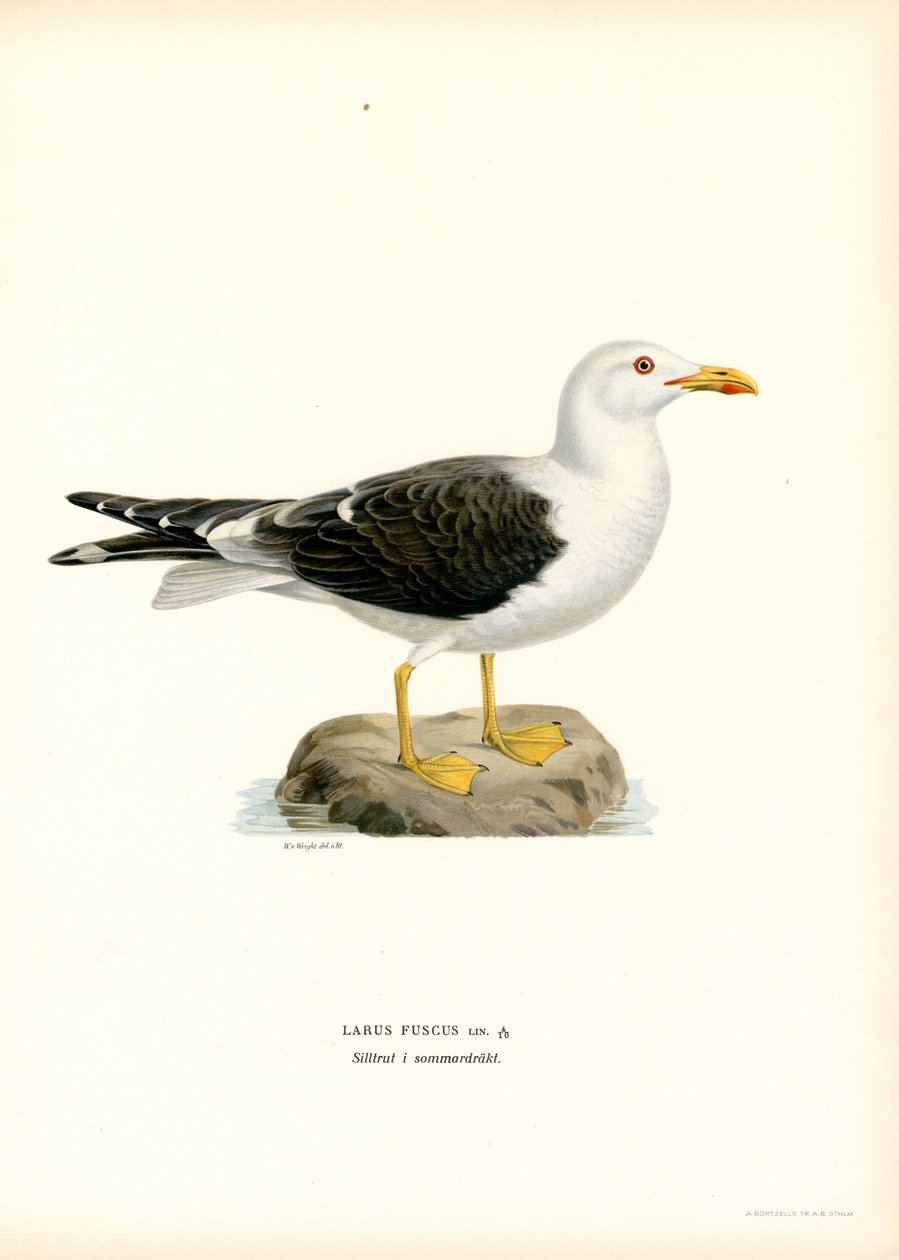 Mindre svartbak (litho farge) av Magnus Ferdinand and Wilhelm von Wright