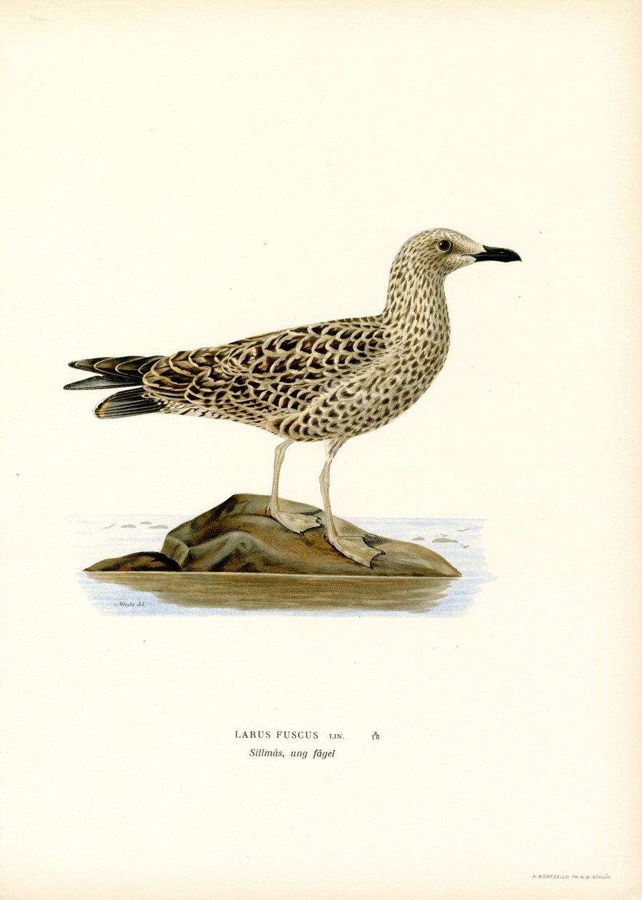 Mindre svartbak (litho farge) av Magnus Ferdinand and Wilhelm von Wright