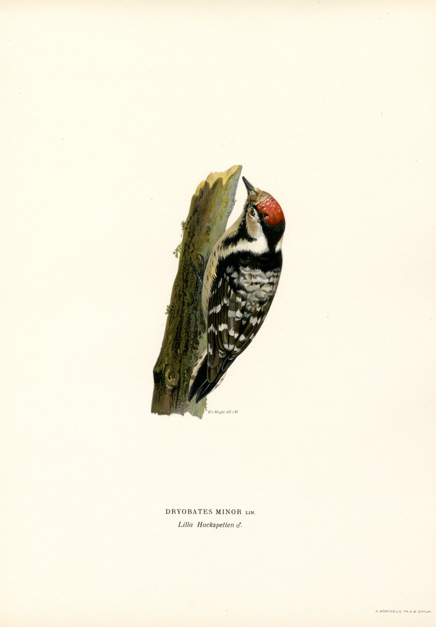 Mindre flekkspett (farge litho) av Magnus Ferdinand and Wilhelm von Wright