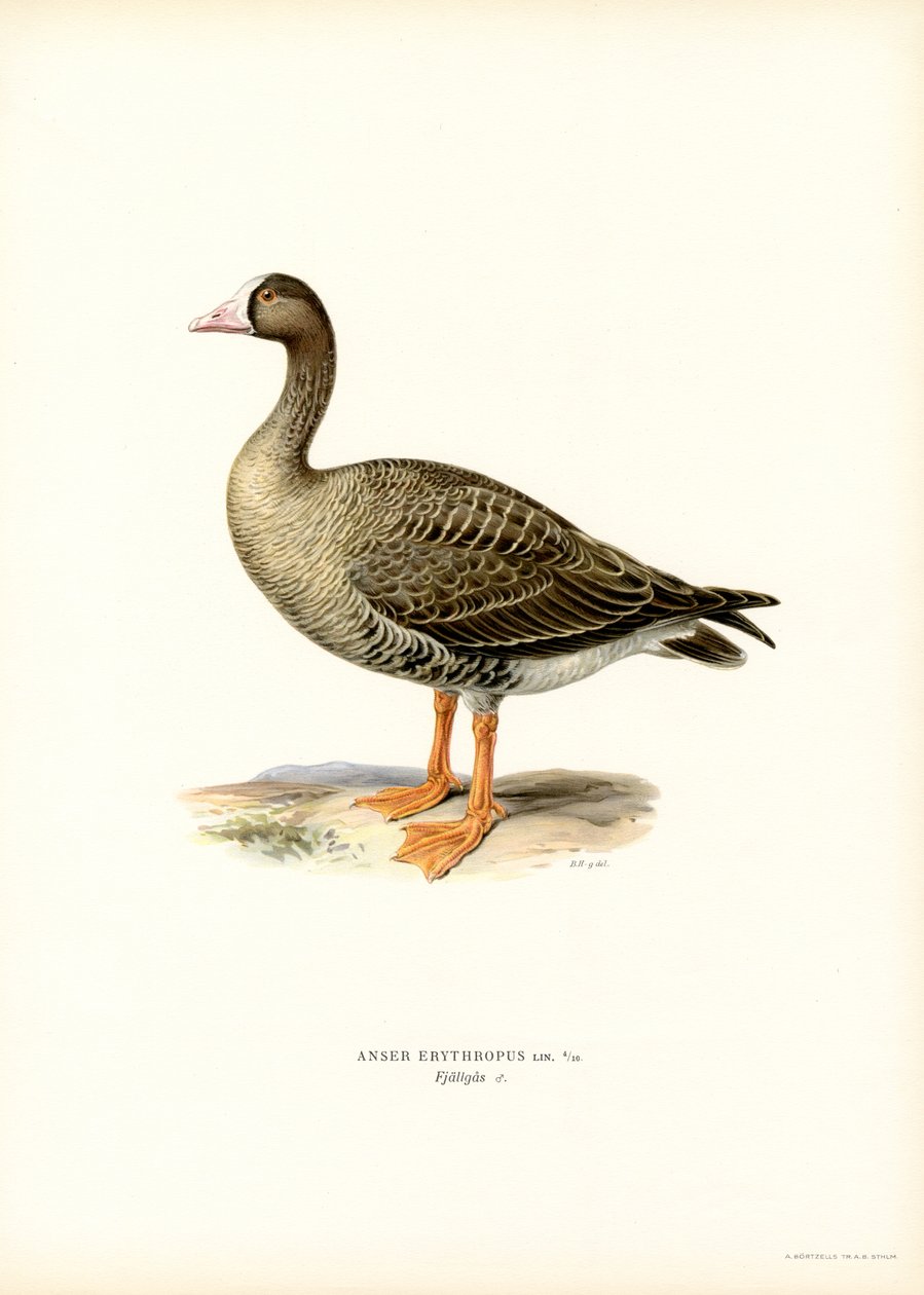 Dverggås (farge litho) av Magnus Ferdinand and Wilhelm von Wright