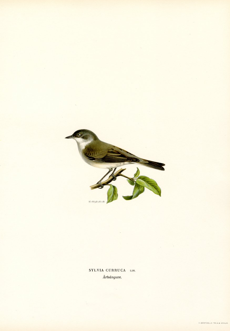 Lesser Whitethroat (farge litho) av Magnus Ferdinand and Wilhelm von Wright