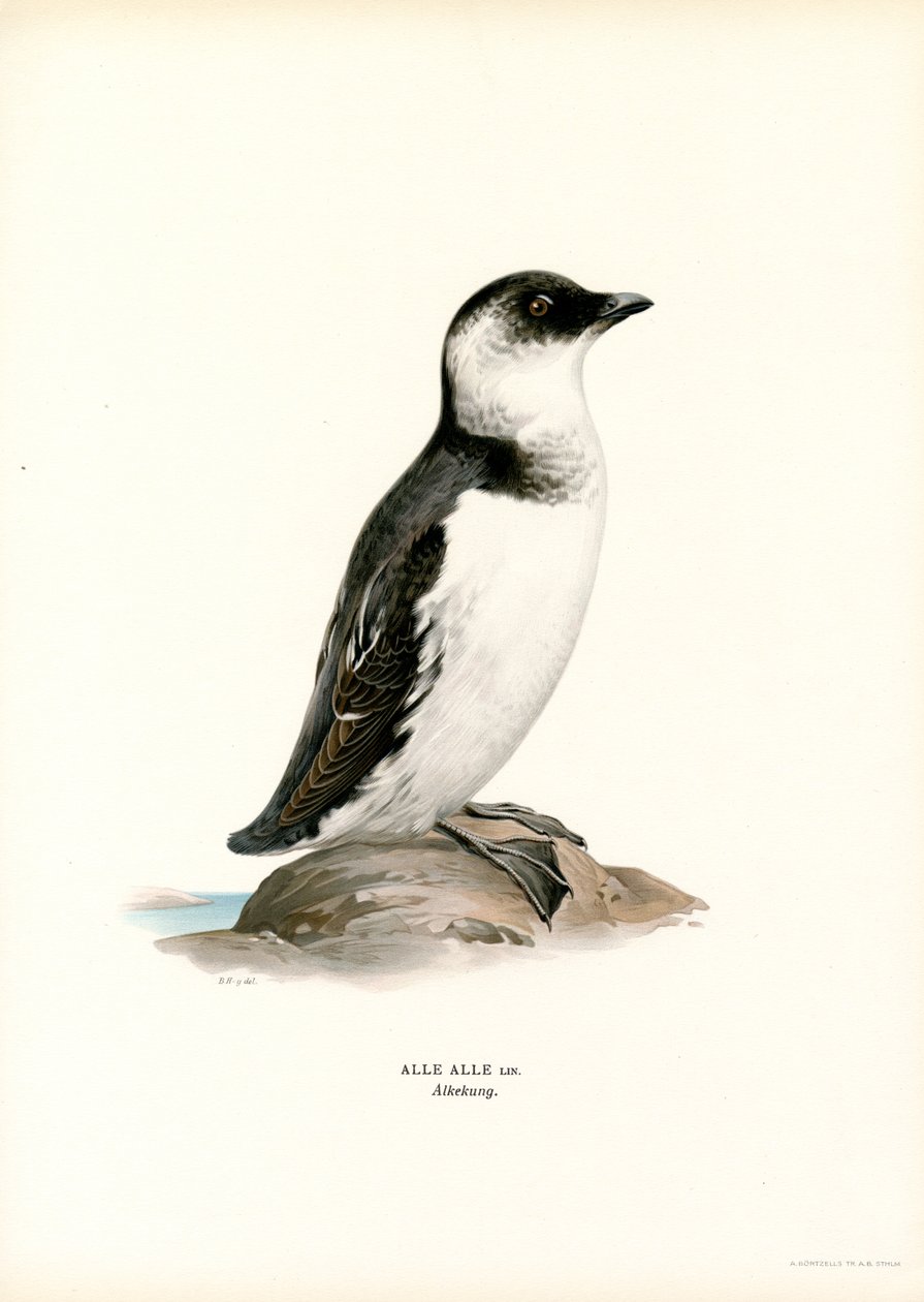 Little Auk (farge litho) av Magnus Ferdinand and Wilhelm von Wright