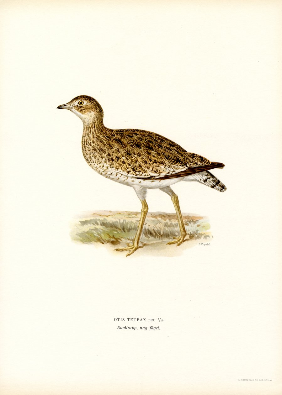 Little Bustard (farge litho) av Magnus Ferdinand and Wilhelm von Wright
