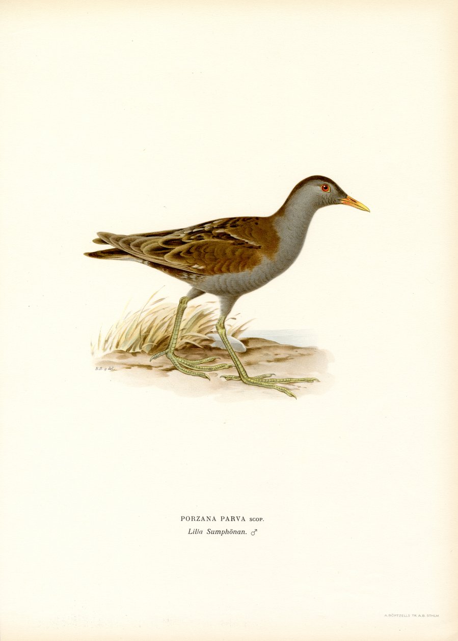 Little Crake (farge litho) av Magnus Ferdinand and Wilhelm von Wright