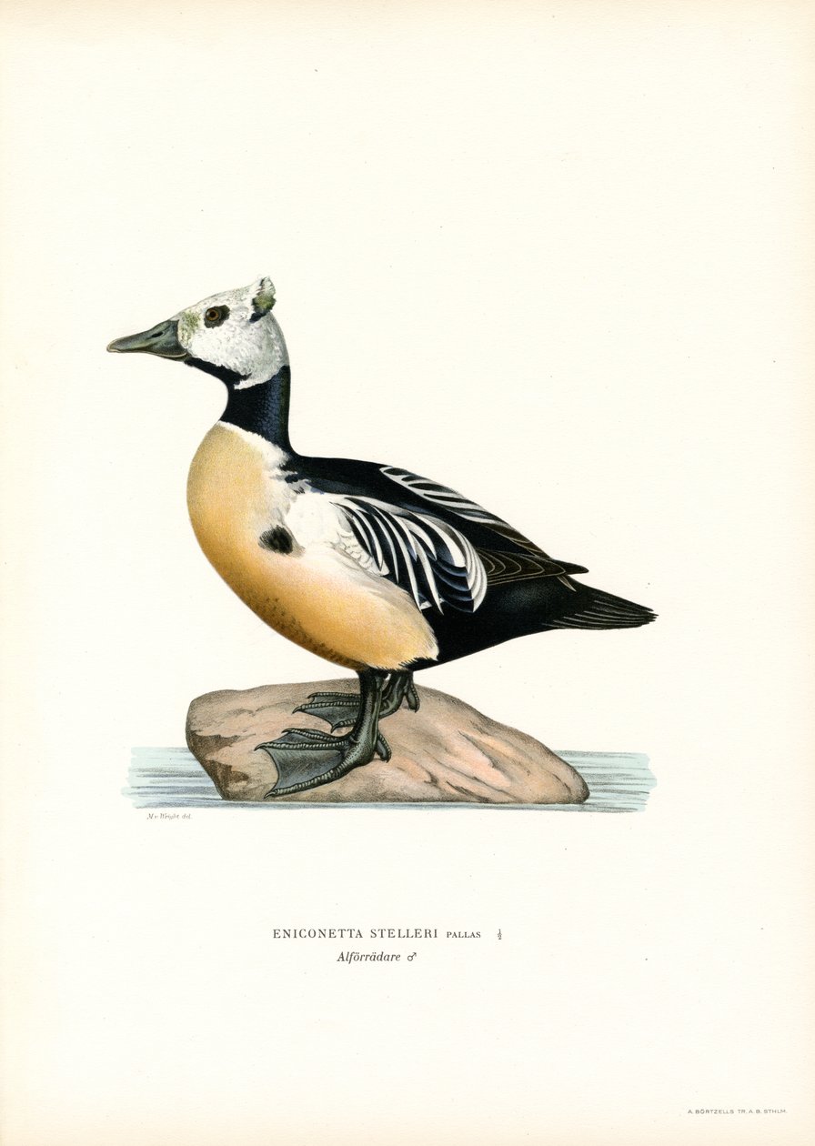 Lille ærfugl (farge litho) av Magnus Ferdinand and Wilhelm von Wright