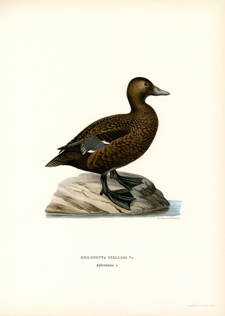 Lille ærfugl (farge litho) av Magnus Ferdinand and Wilhelm von Wright