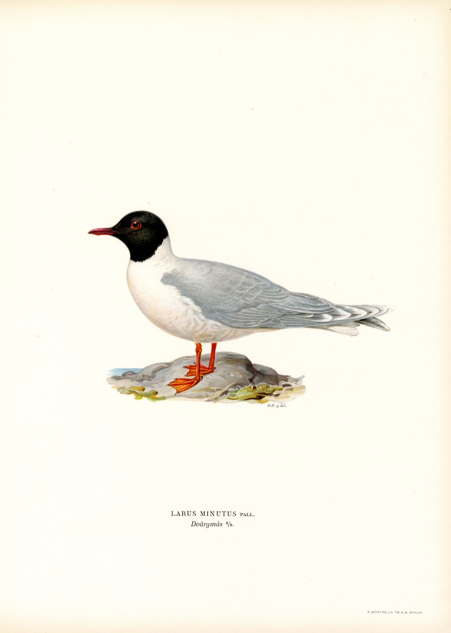 Lille måke (litho farge) av Magnus Ferdinand and Wilhelm von Wright