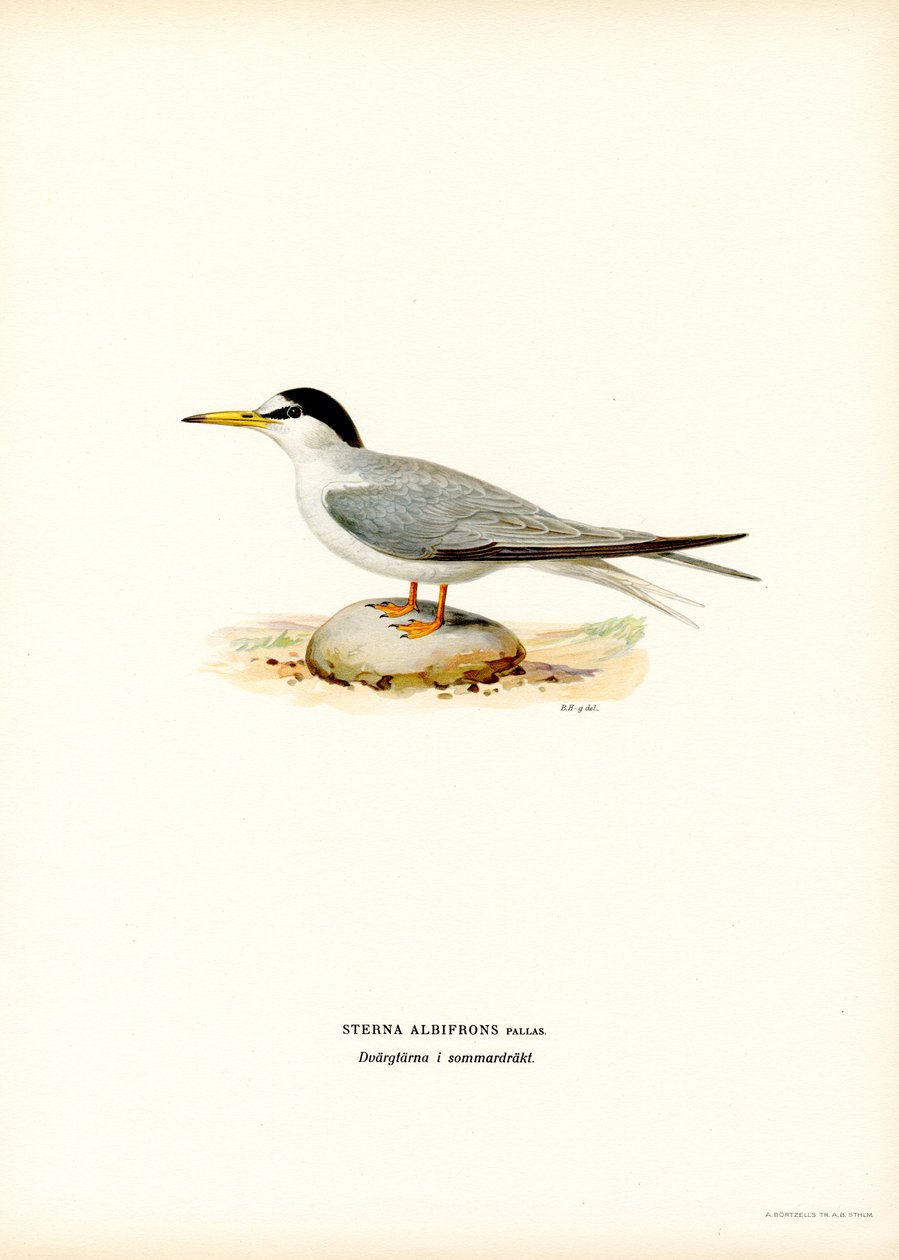 Lille tern (farge litho) av Magnus Ferdinand and Wilhelm von Wright