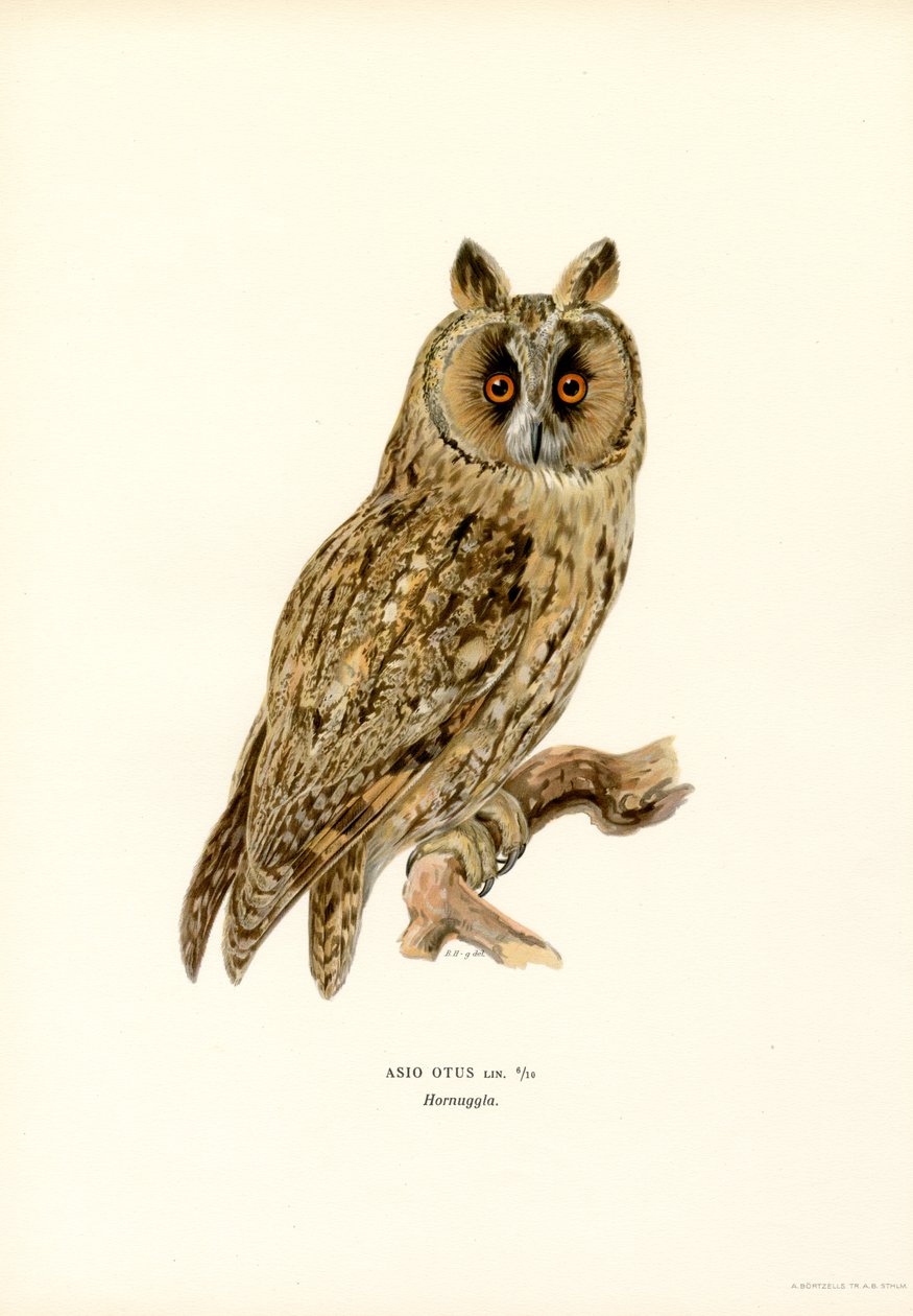 Langøret ugle (farge litho) av Magnus Ferdinand and Wilhelm von Wright