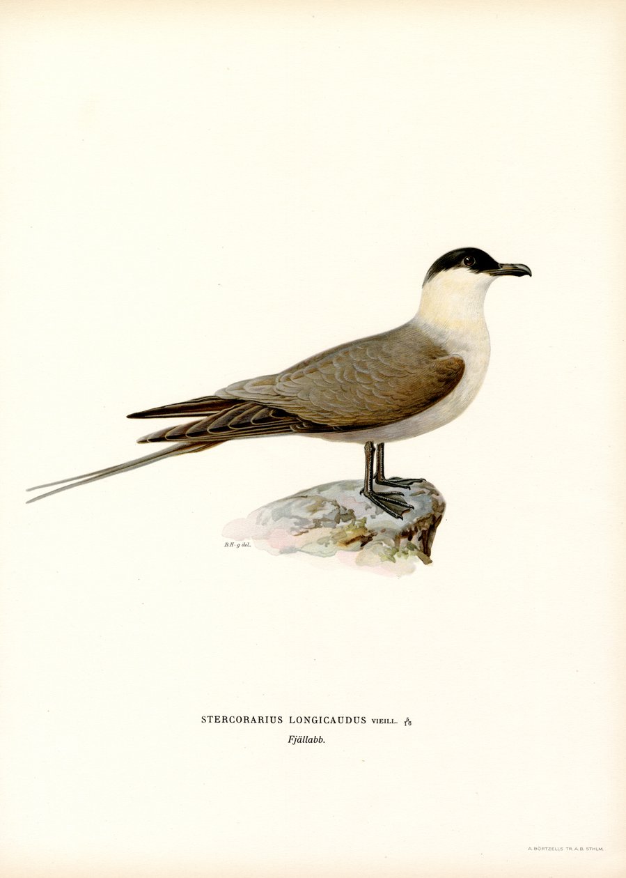 Langhalejaeger (farge litho) av Magnus Ferdinand and Wilhelm von Wright