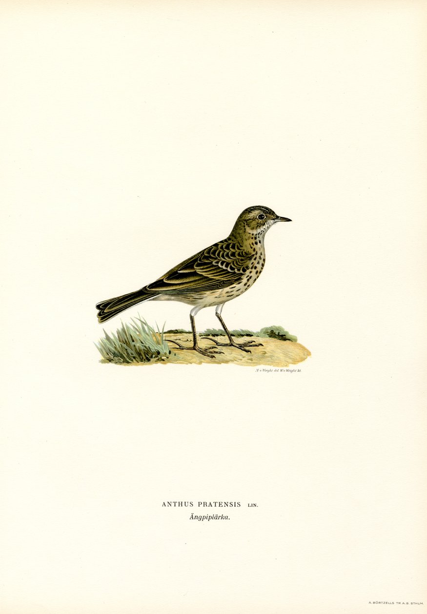 Meadow Pipit (farge litho) av Magnus Ferdinand and Wilhelm von Wright