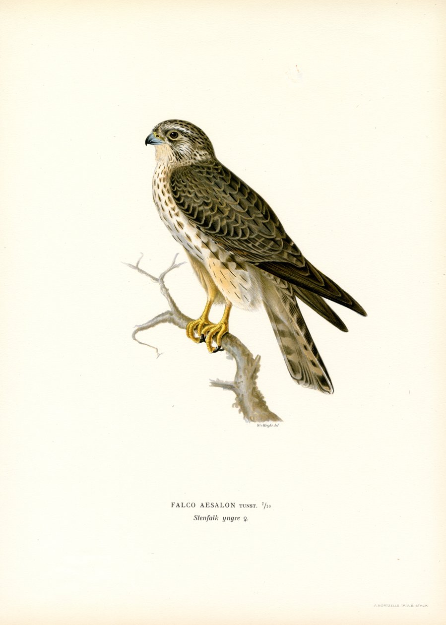 Merlin (farge litho) av Magnus Ferdinand and Wilhelm von Wright