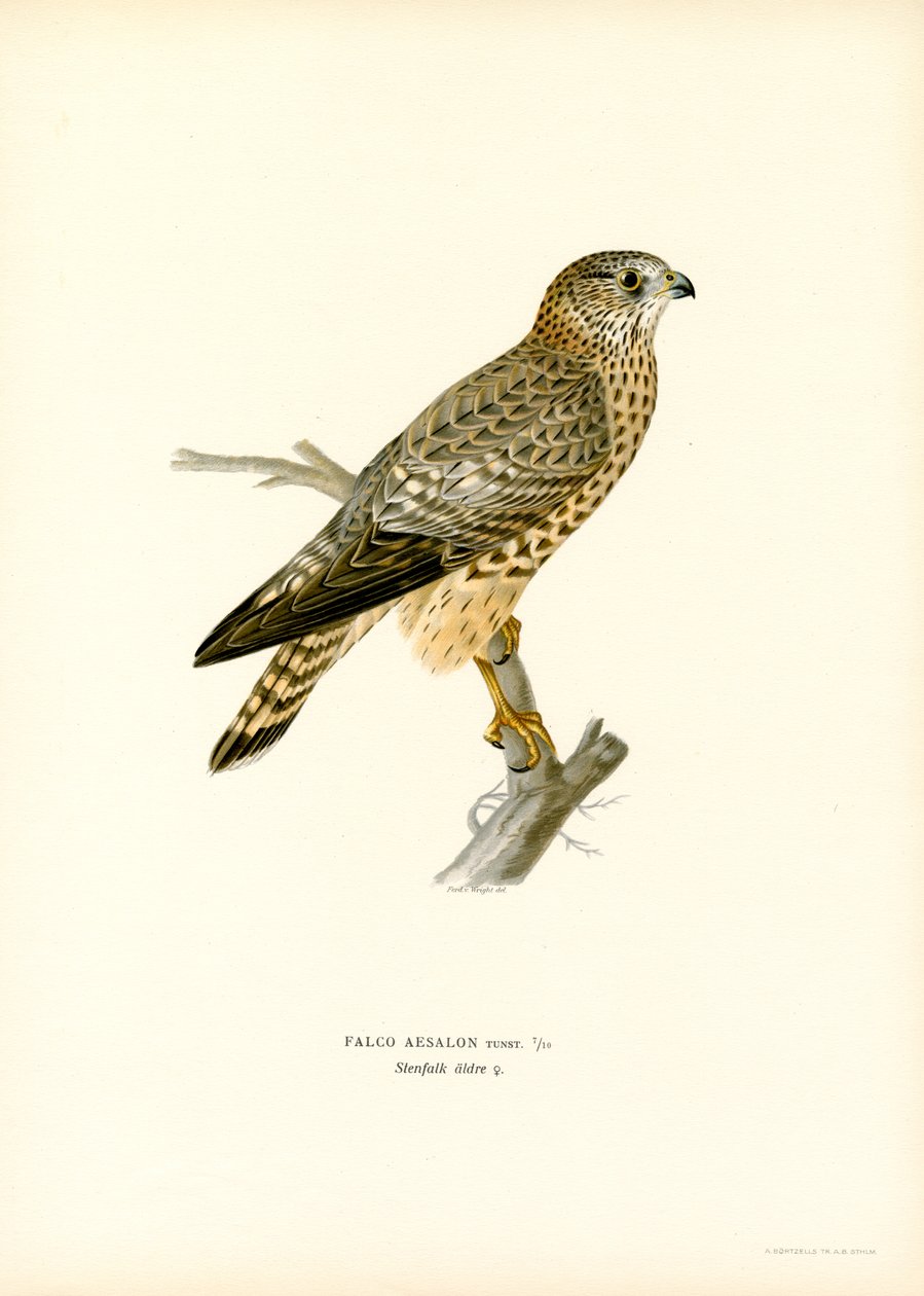 Merlin (farge litho) av Magnus Ferdinand and Wilhelm von Wright