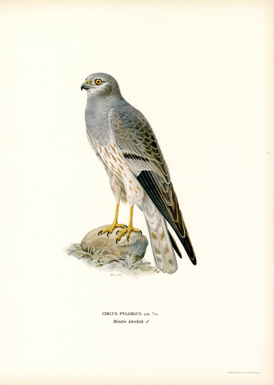 Montagu