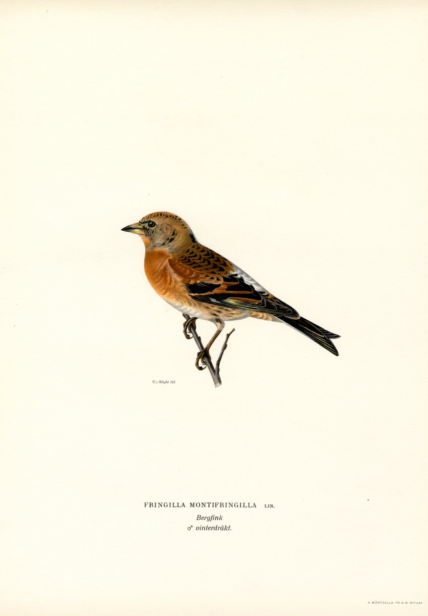 Fjellfink (farge litho) av Magnus Ferdinand and Wilhelm von Wright