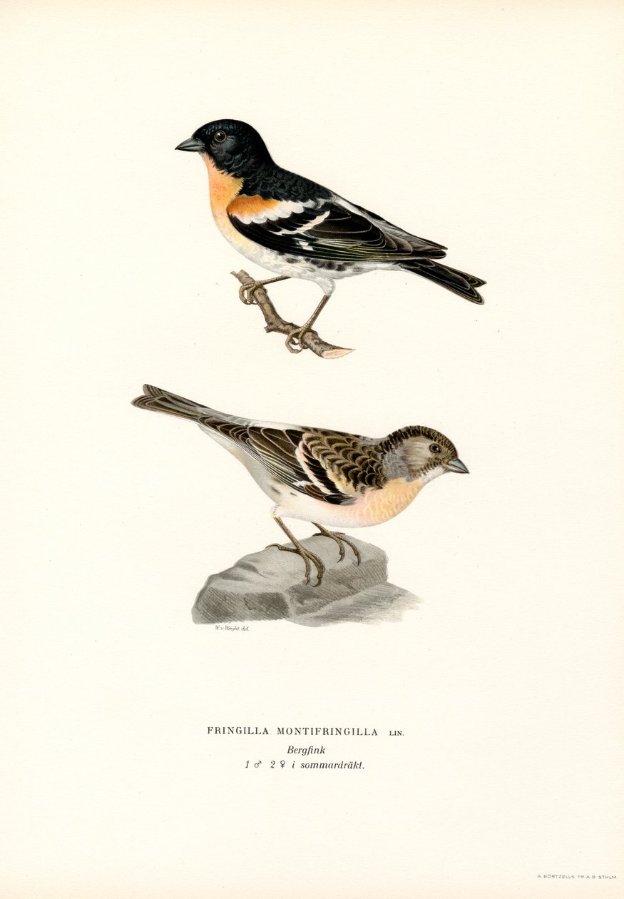 Fjellfink (farge litho) av Magnus Ferdinand and Wilhelm von Wright