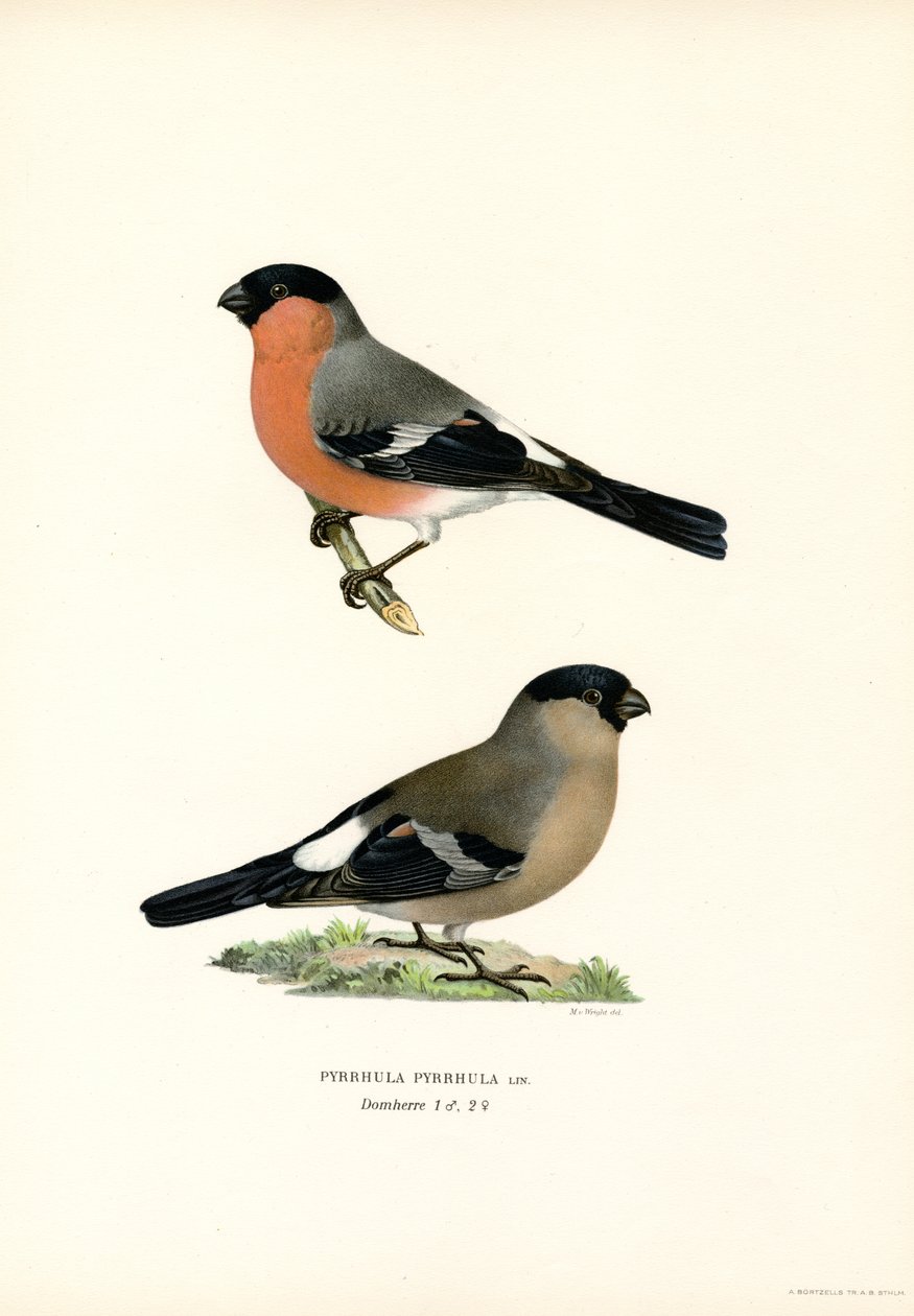 Nord-eurasisk oksefink (farge litho) av Magnus Ferdinand and Wilhelm von Wright