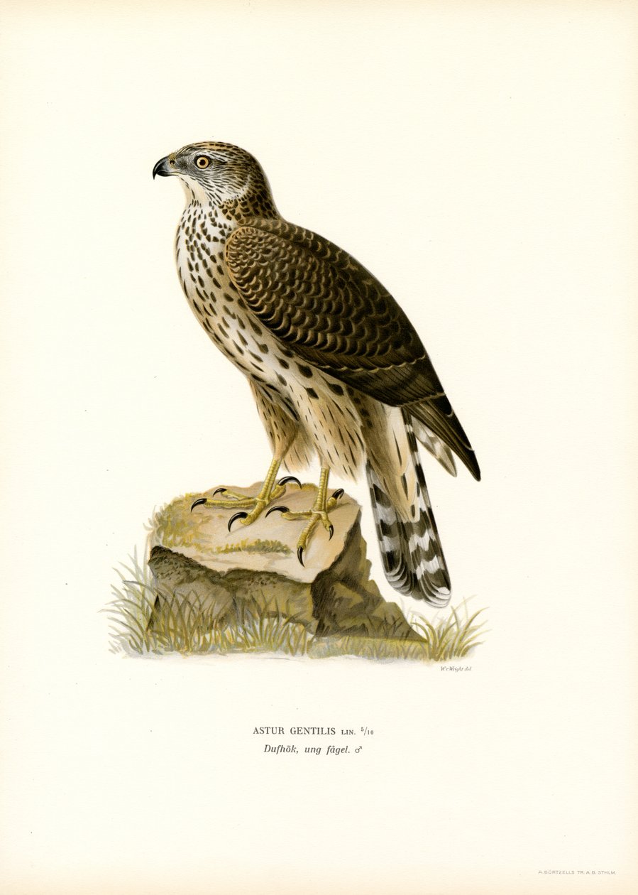 Northern Goshawk (farge litho) av Magnus Ferdinand and Wilhelm von Wright