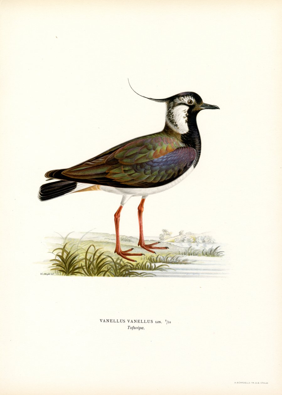 Nordvippe (farge litho) av Magnus Ferdinand and Wilhelm von Wright