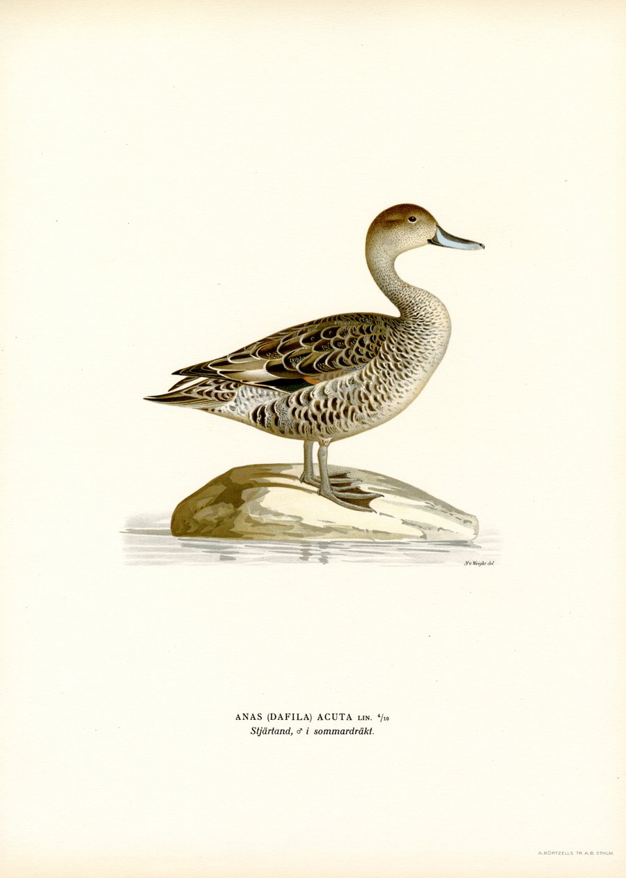 Northern Pintail (farge litho) av Magnus Ferdinand and Wilhelm von Wright