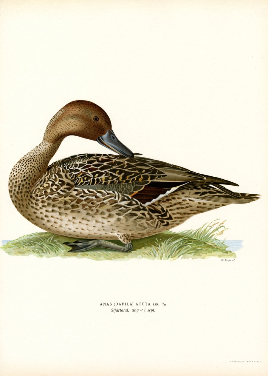 Northern Pintail (farge litho) av Magnus Ferdinand and Wilhelm von Wright